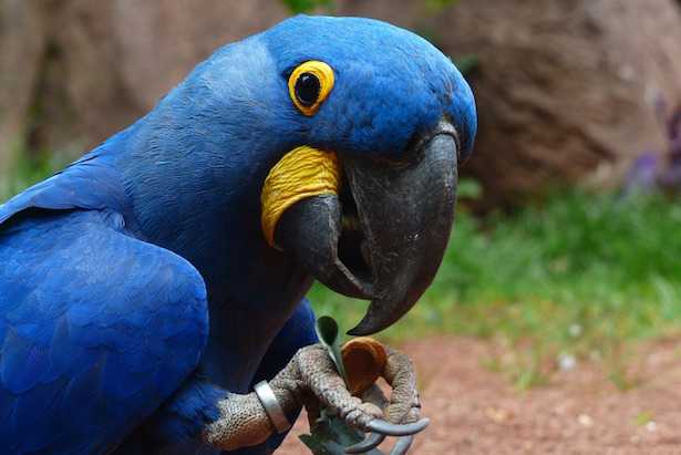 mangime per pappagalli