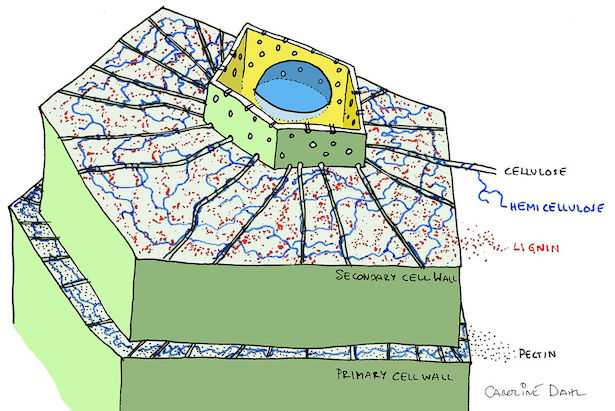 parete vegetale come è fatta