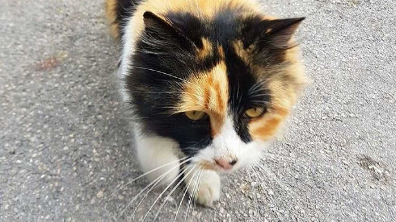 Poesie Sui Gatti Idee Green