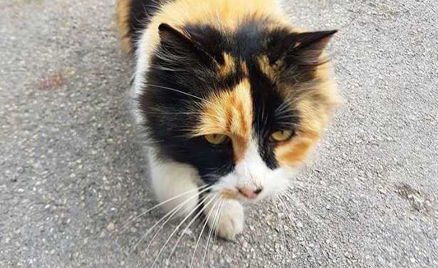 Poesie sui gatti Poesie sui gatti