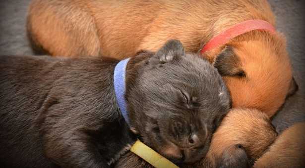 Svezzamento cani Svezzamento cani