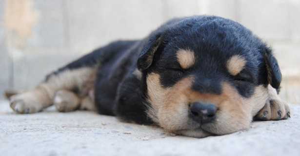 Svezzamento cani Svezzamento cani