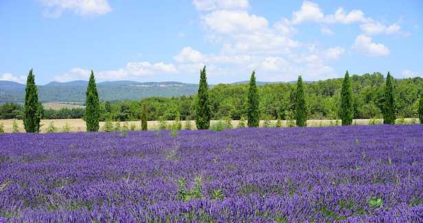 Talea di legno tenero
