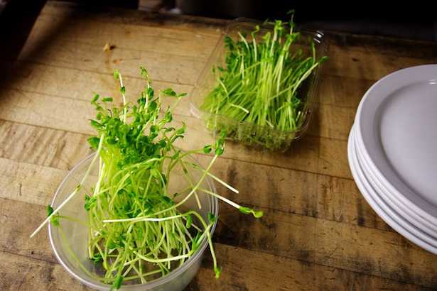 Germogli da mangiare