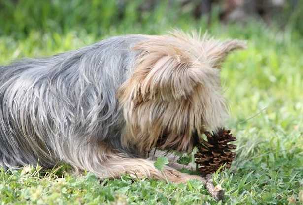 Mastocitoma nel cane Mastocitoma nel cane