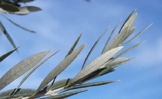 Potatura olivo Potatura olivo