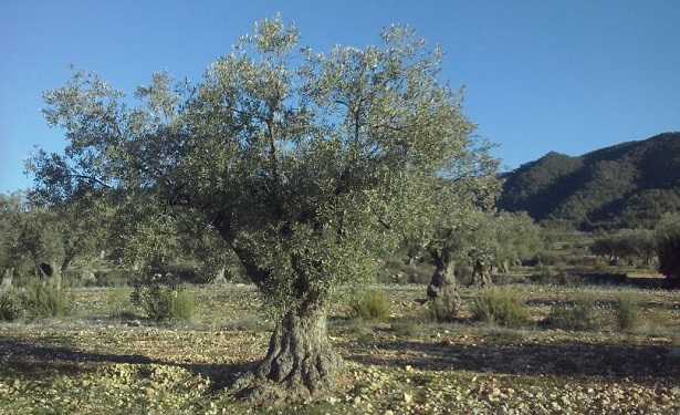 Potatura olivo Potatura olivo
