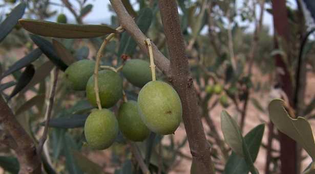 Potatura olivo Potatura olivo