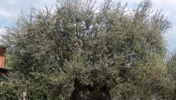 Potatura olivo Potatura olivo