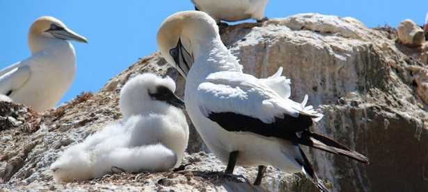 Animali a sangue caldo