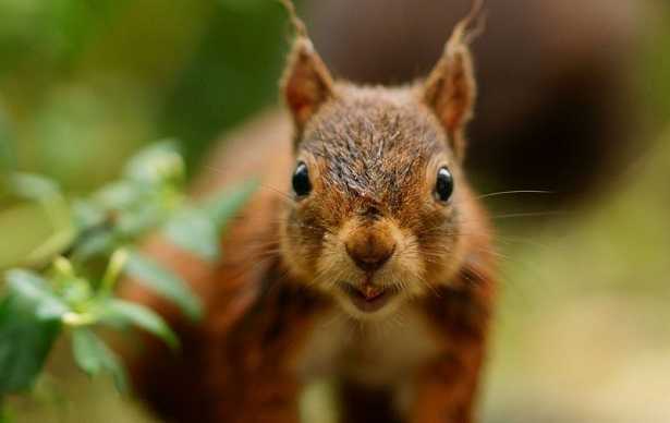Animali a sangue caldo