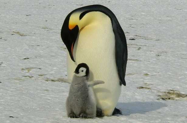 Animali a sangue caldo