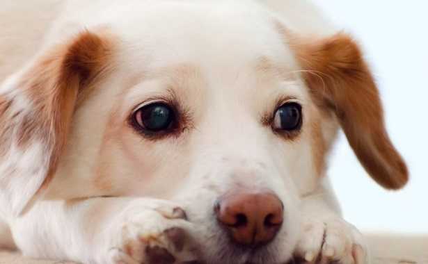 Ansia da separazione del cane Ansia da separazione del cane