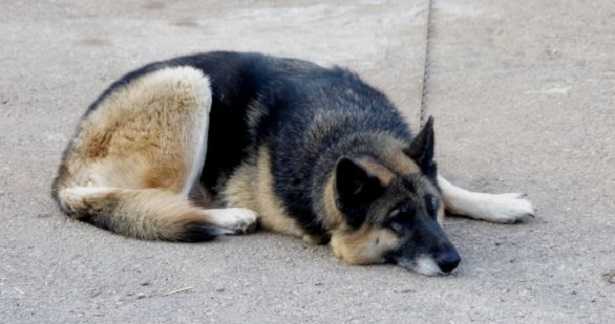 Ansia da separazione del cane Ansia da separazione del cane