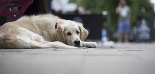 Ansia da separazione del cane Ansia da separazione del cane