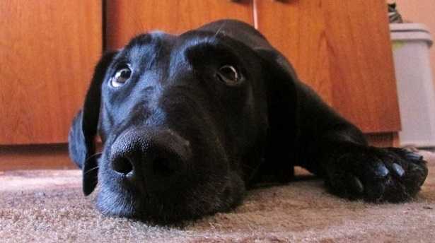 Ansia da separazione del cane Ansia da separazione del cane