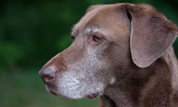 Artrite nei cani Artrite nei cani