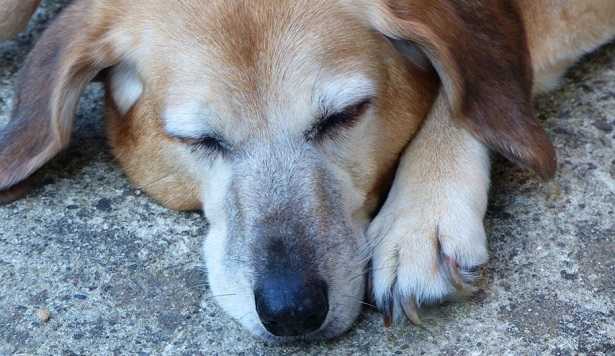 Artrite nei cani Artrite nei cani