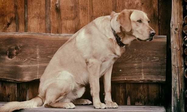 Artrite nei cani Artrite nei cani