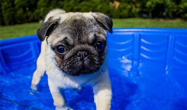 proteggere gli animali dal caldo