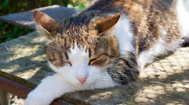 proteggere gli animali dal caldo