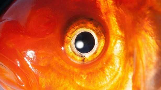 proteggere gli animali dal caldo