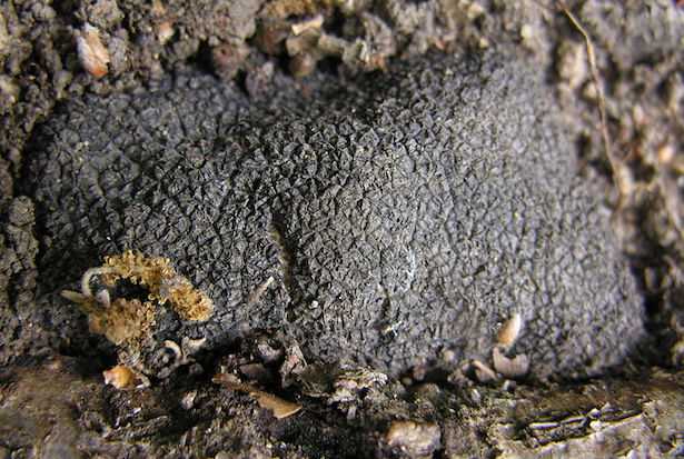 come riconoscere buon tartufo nero