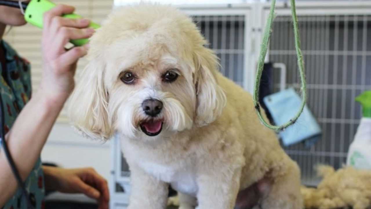 Come Tosare Un Cane Consigli Idee Green