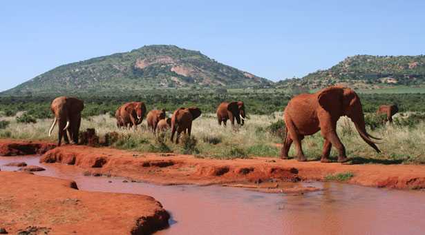 Estinzione elefanti rischio concreto