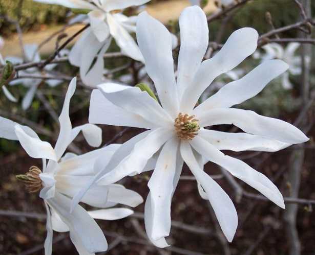 Magnolia stellata