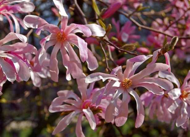 Magnolia stellata