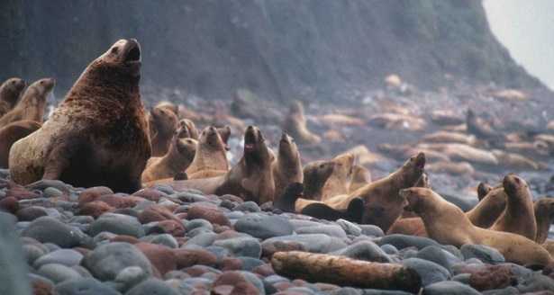 Mammiferi marini Mammiferi marini