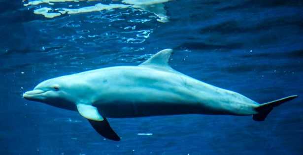 Mammiferi marini Mammiferi marini