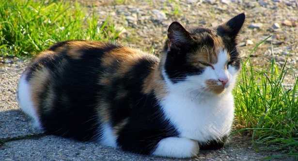 Mastocitoma nel gatto