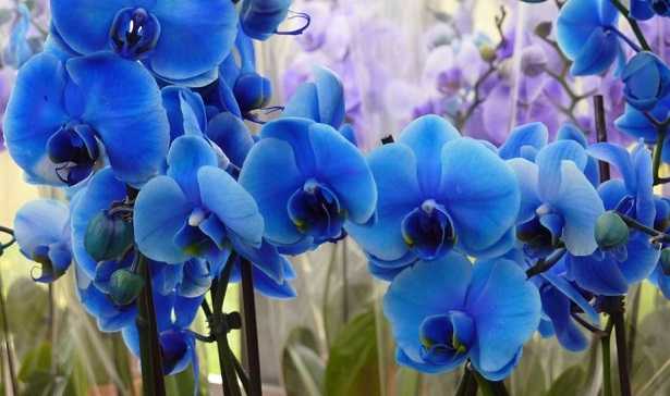 Orchidea Blu Fiore Suo Significato E Prezzo Idee Green