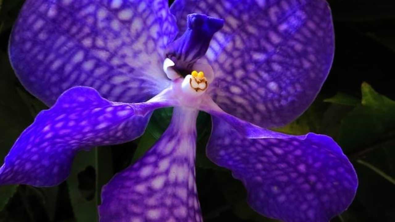 Orchidea Blu Fiore Suo Significato E Prezzo Idee Green