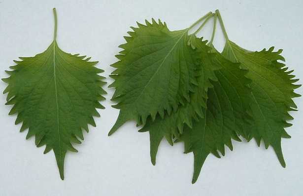 Perilla frutescens foglie