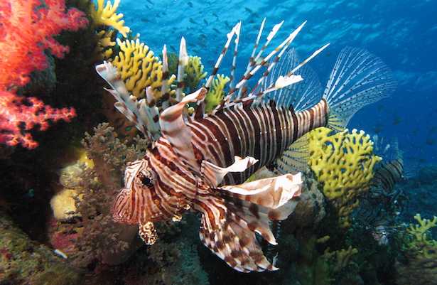 pesce scorpione in italia pesce scorpione in italia