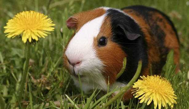 porcellino d india carattere alimentazione