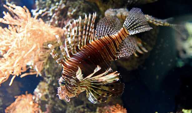 pesce scorpione puntura pesce scorpione puntura