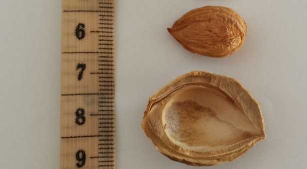 Semi di albicocca Semi di albicocca