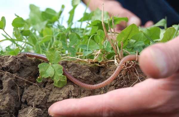 Sovescio, come si fa