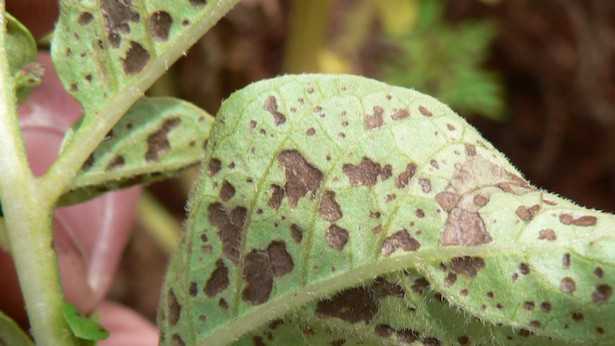 virus delle piante virosi