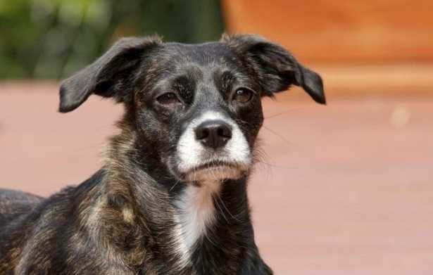 Vita media del cane Vita media del cane