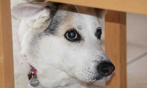 Vita media del cane Vita media del cane