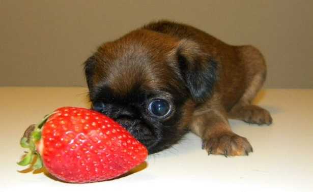 Vita media del cane Vita media del cane