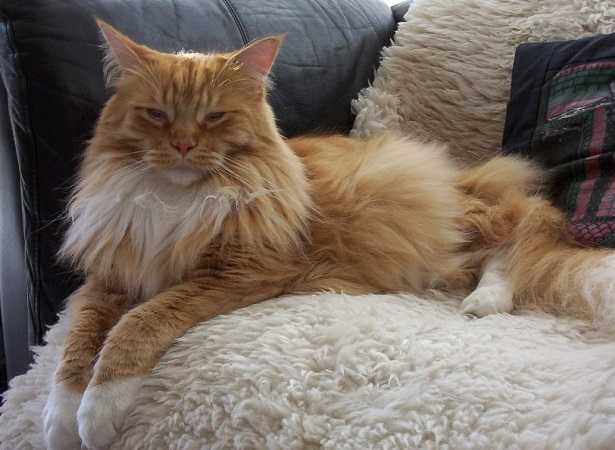 Vita media del gatto 