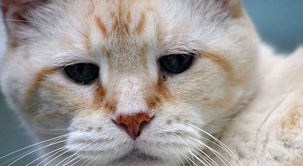 Vita media del gatto 