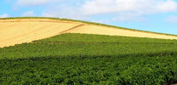 Clorpirifos metile Clorpirifos metile