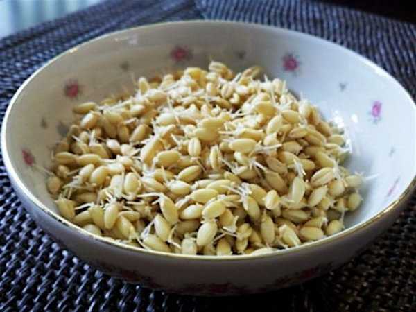 Germogli di grano